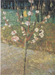 Mandorlo in fiore
